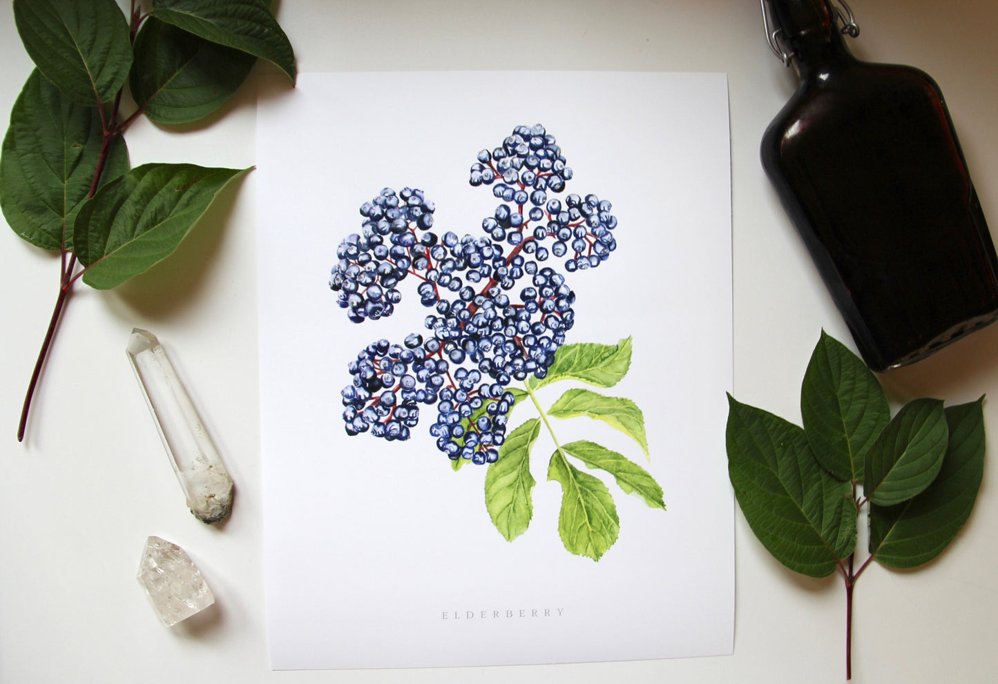 Elderberry Botanical Watercolor Print