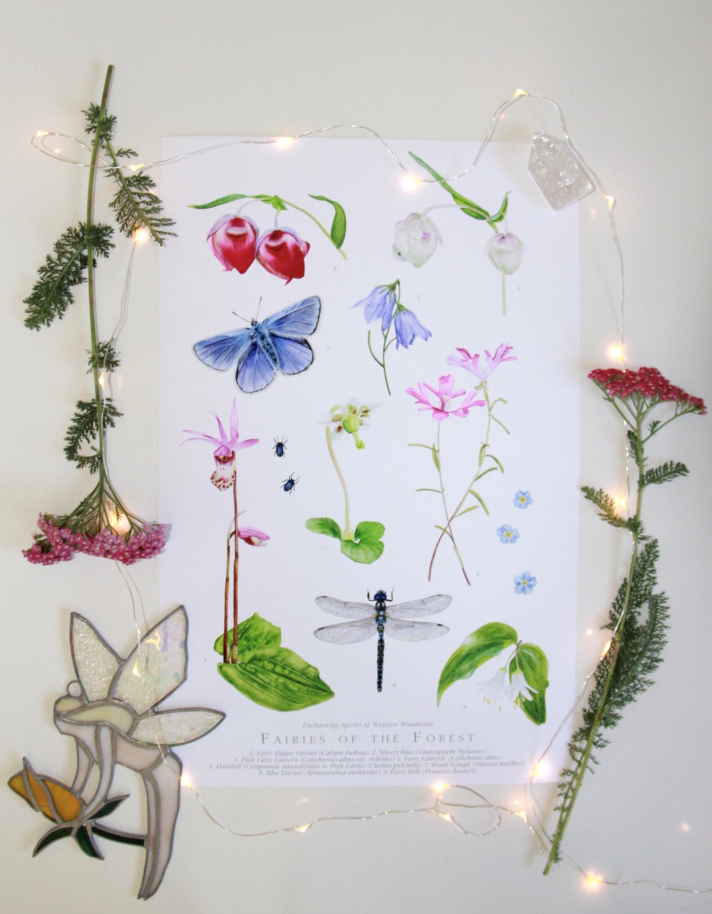 Fairies of the Forest- Botanical Poster