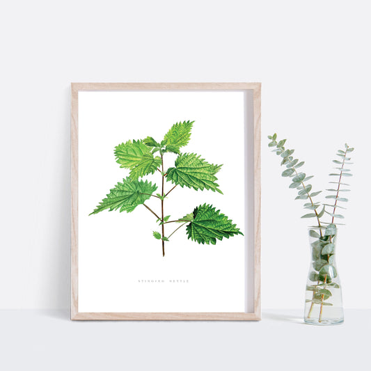 Stinging Nettle Botanical Art Print