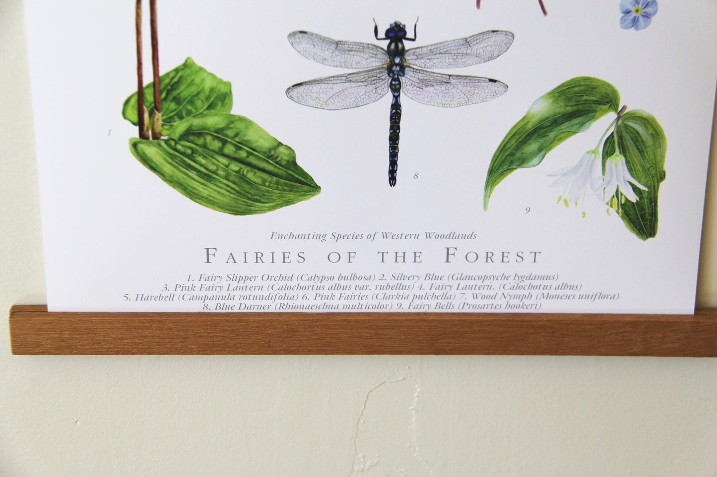 Fairies of the Forest- Botanical Poster