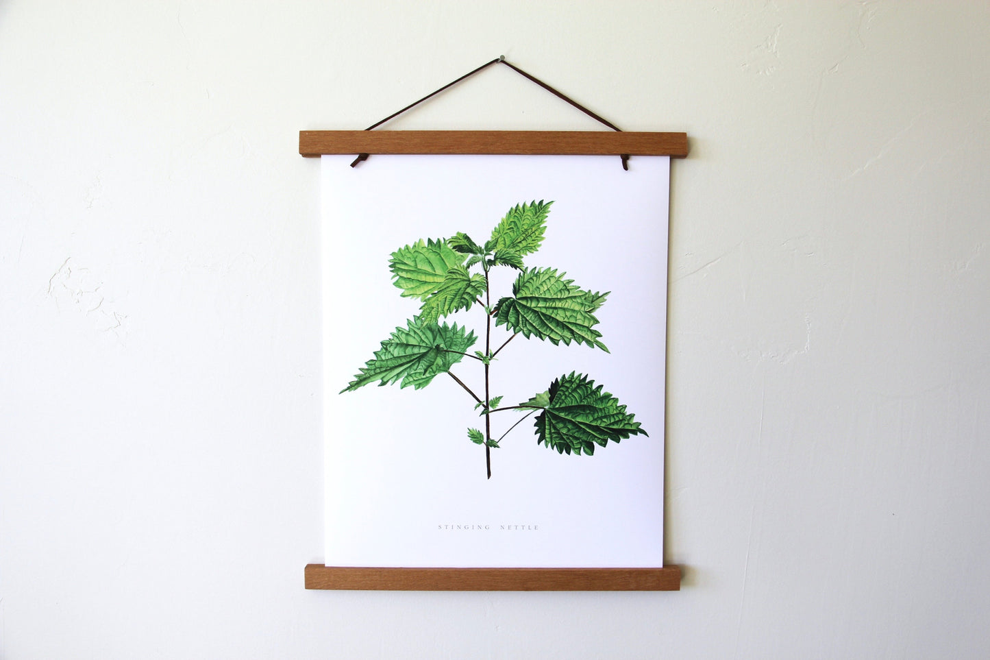 Stinging Nettle Botanical Art Print