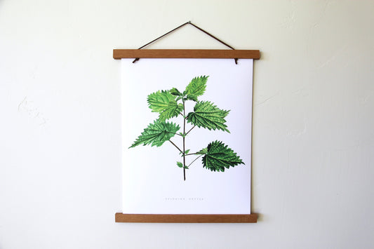 Stinging Nettle Botanical Art Print