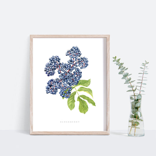 Elderberry Botanical Watercolor Print