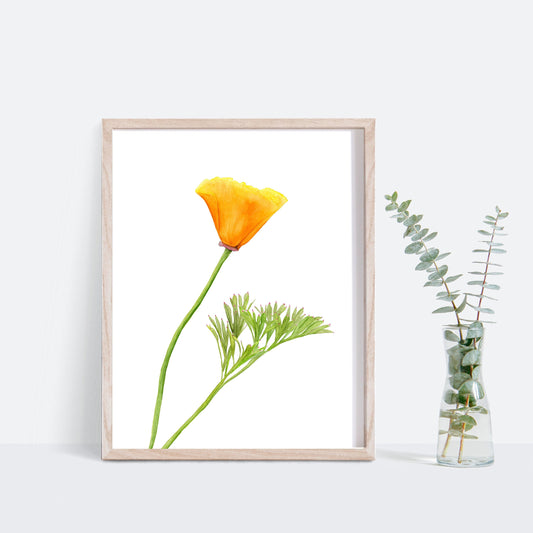 California Poppy Botanical Print