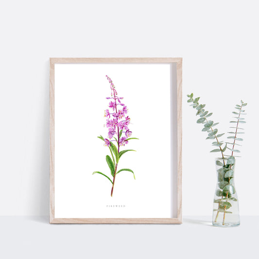 Fireweed Print- Watercolor Fireweed Print