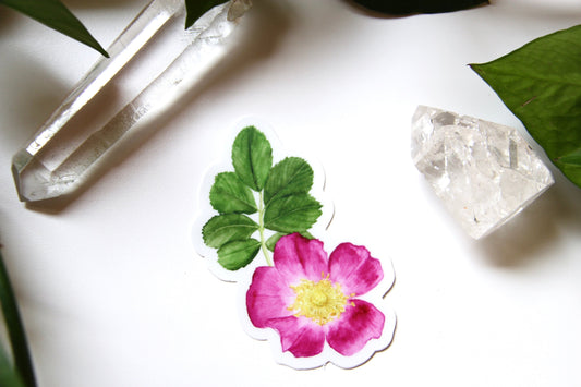 Wild Rose Sticker- Watercolor Rose Sticker, Botanical Stickers, Flower Sticker, Flower Decals, Wildflowers