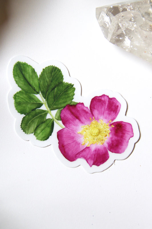 Wild Rose Sticker- Watercolor Rose Sticker, Botanical Stickers, Flower Sticker, Flower Decals, Wildflowers