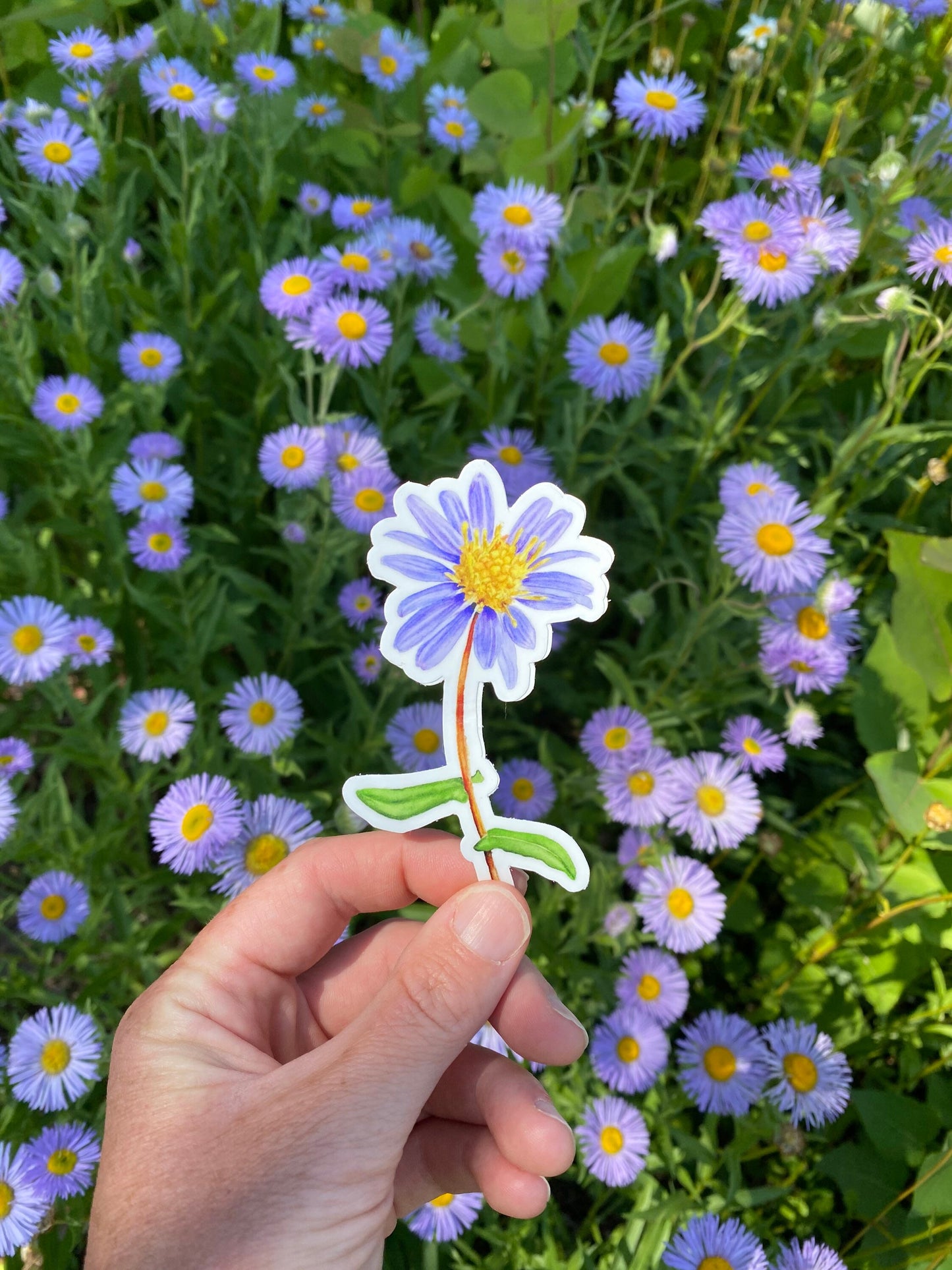 Aster Watercolor Sticker