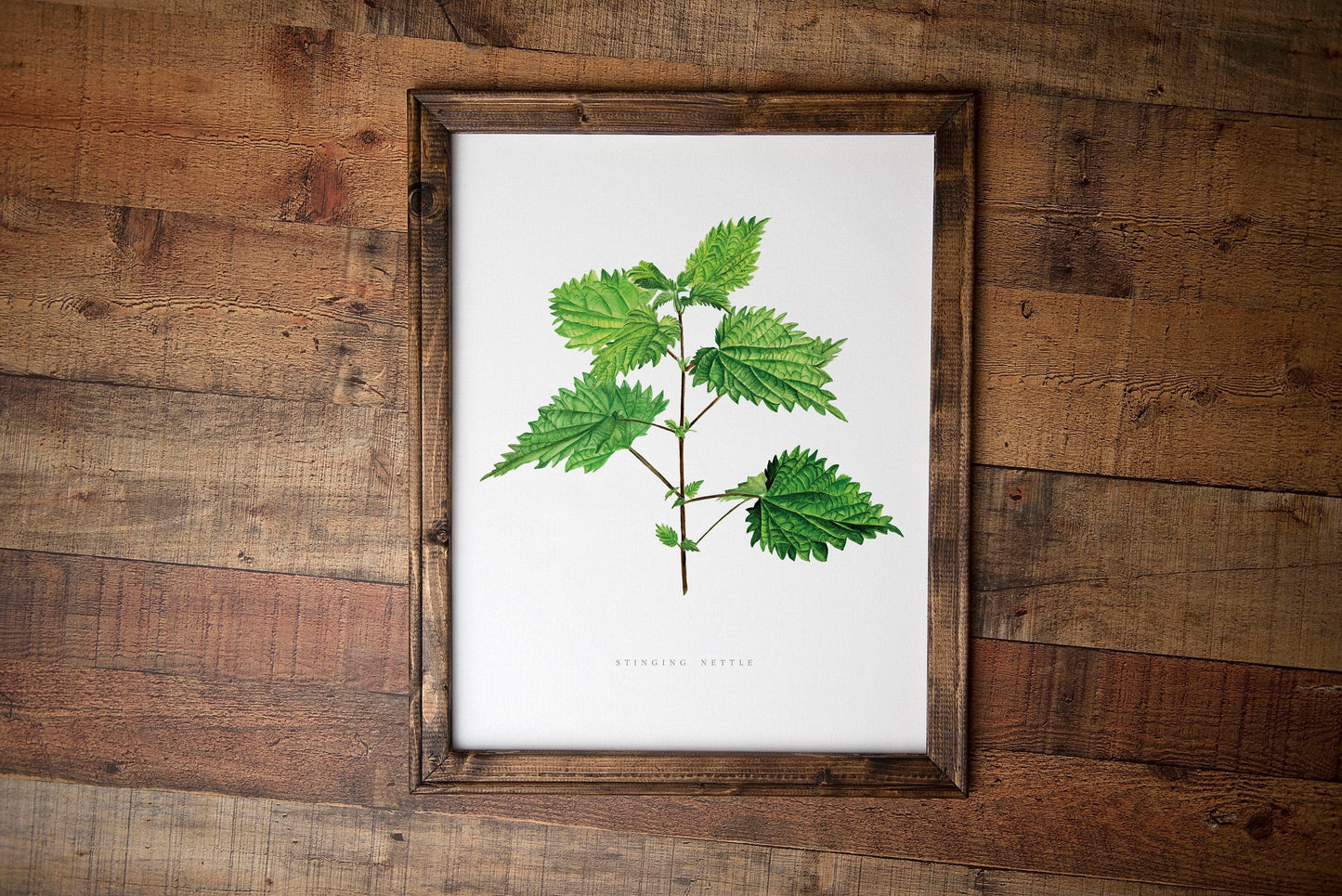 Stinging Nettle Botanical Art Print
