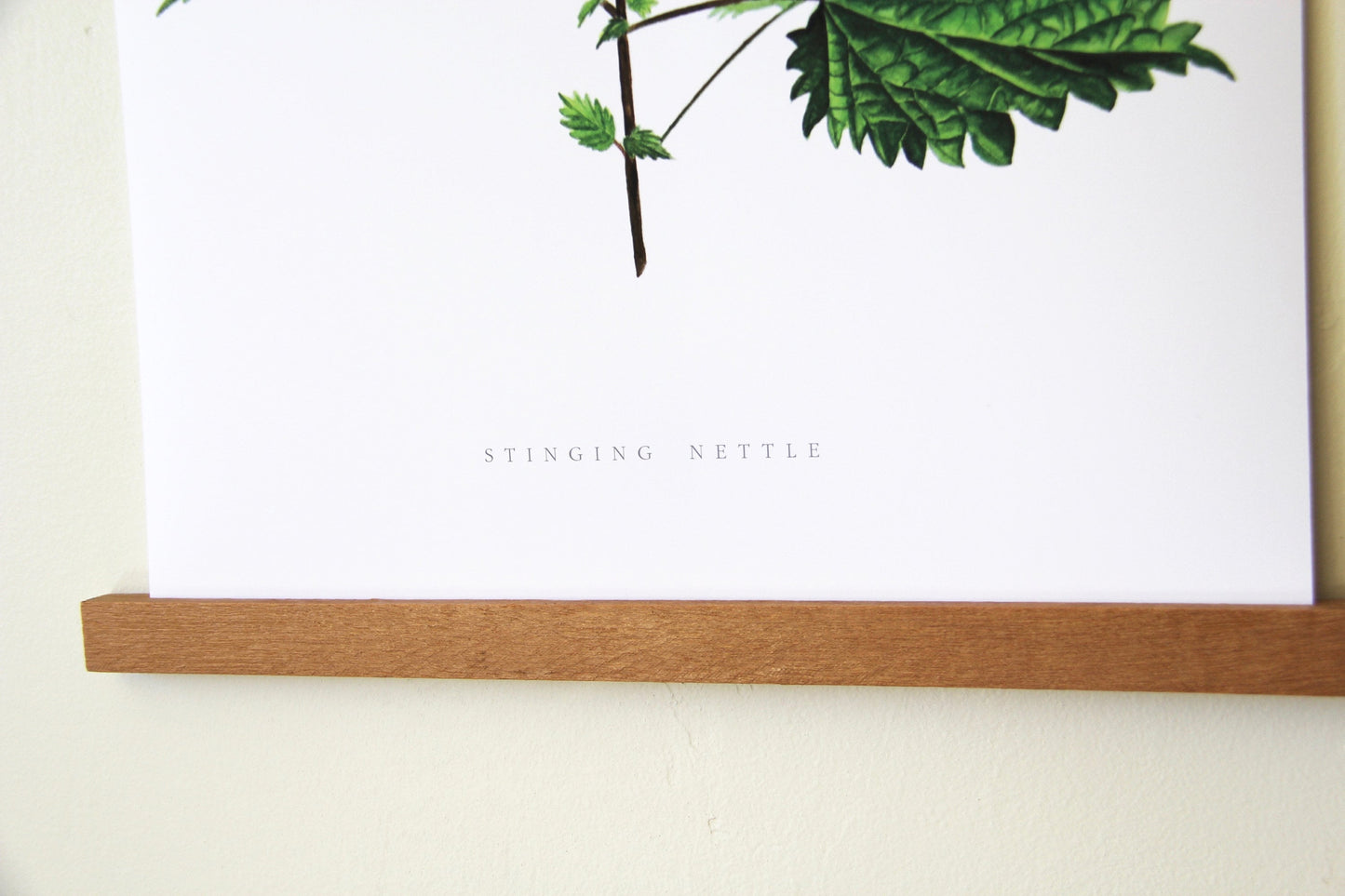 Stinging Nettle Botanical Art Print