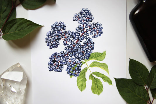 Elderberry Botanical Watercolor Print