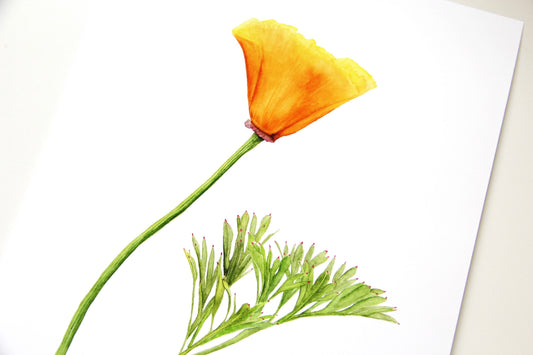 California Poppy Botanical Print